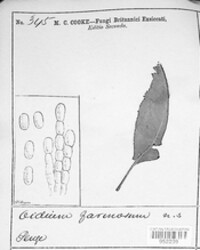 Podosphaera leucotricha image